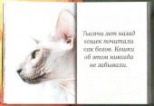 Киски 48